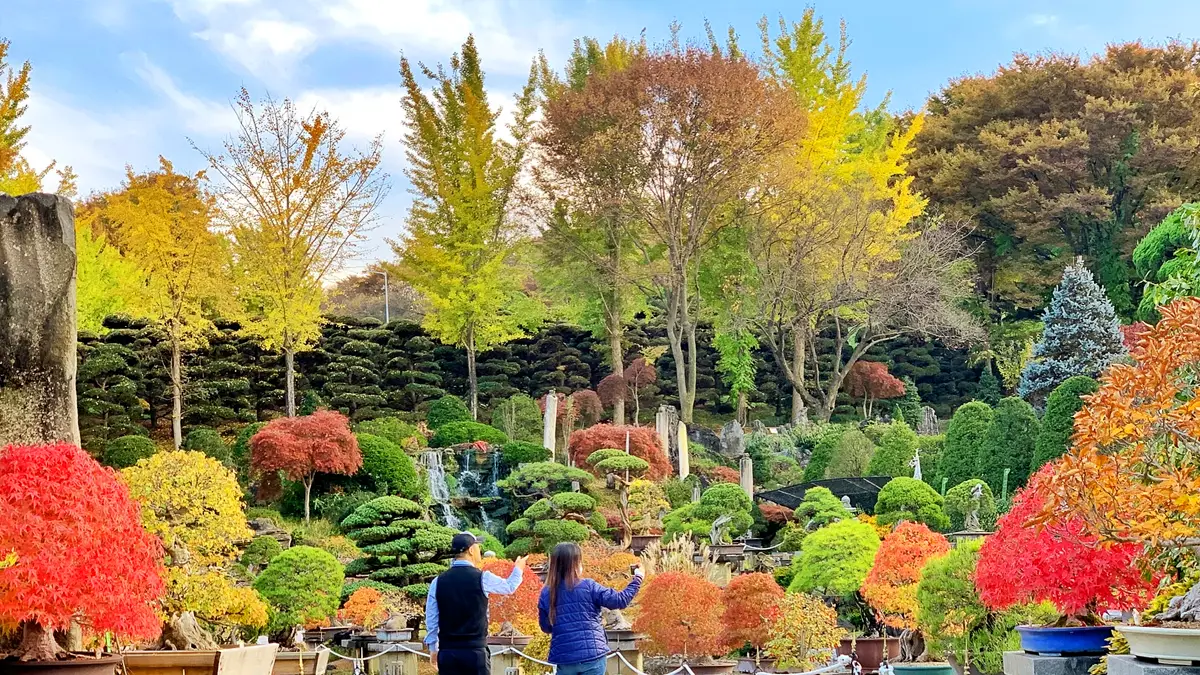 베어트리파크 분재원