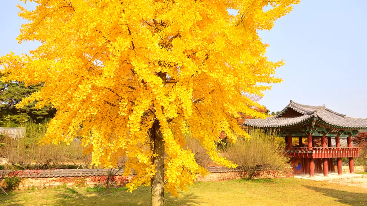 회연서원 느티나무 단풍