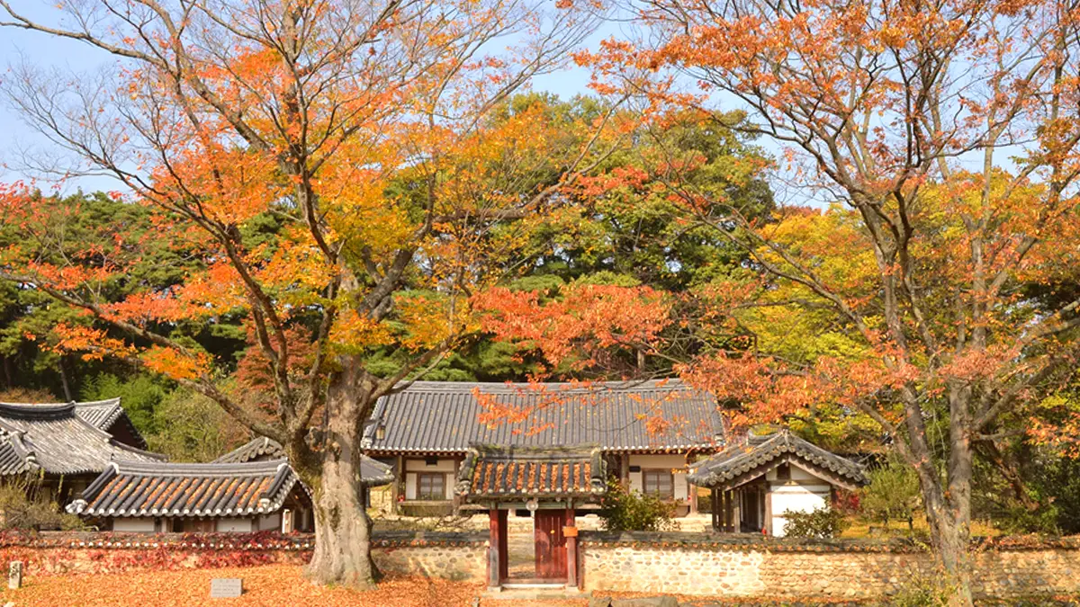 회연서원 단풍