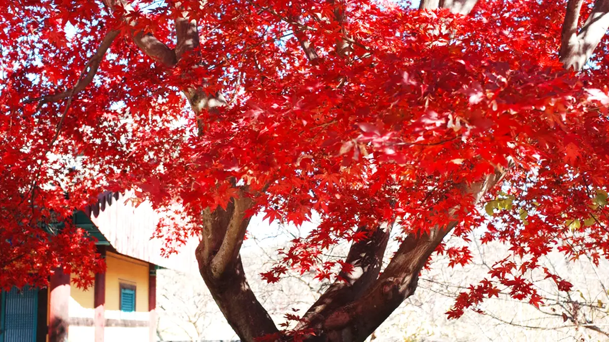 회연서원 단풍나무