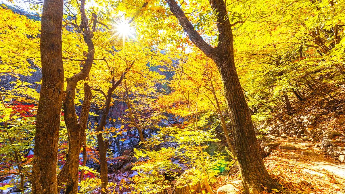 설악산 가을 트레킹