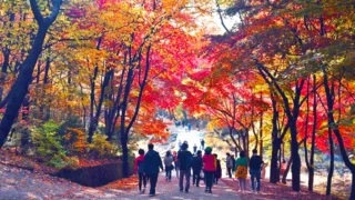 서울대 안양수목원 단풍