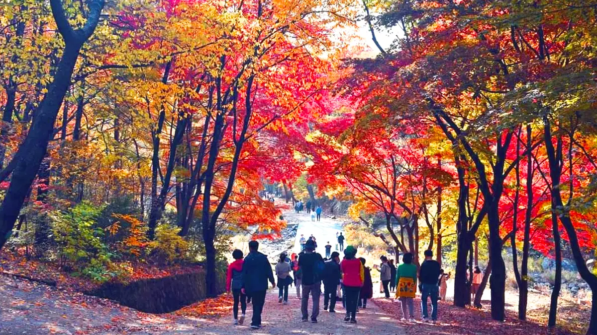 서울대 안양수목원 단풍 서울대 안양수목원 단풍