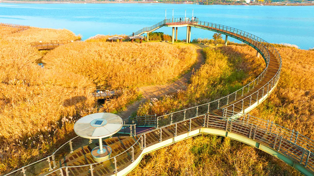 신성리갈대밭 모습