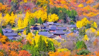 선암사 단풍 전경