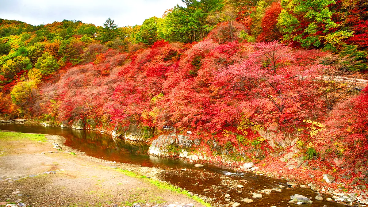 철암단풍군락지