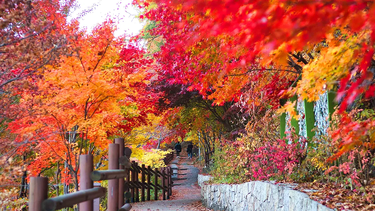 철암단풍군락지 트레킹 철암단풍군락지 트레킹