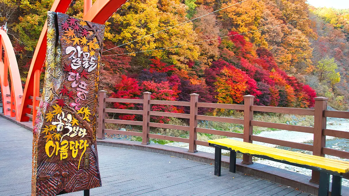 철암교 단풍 철암교 단풍