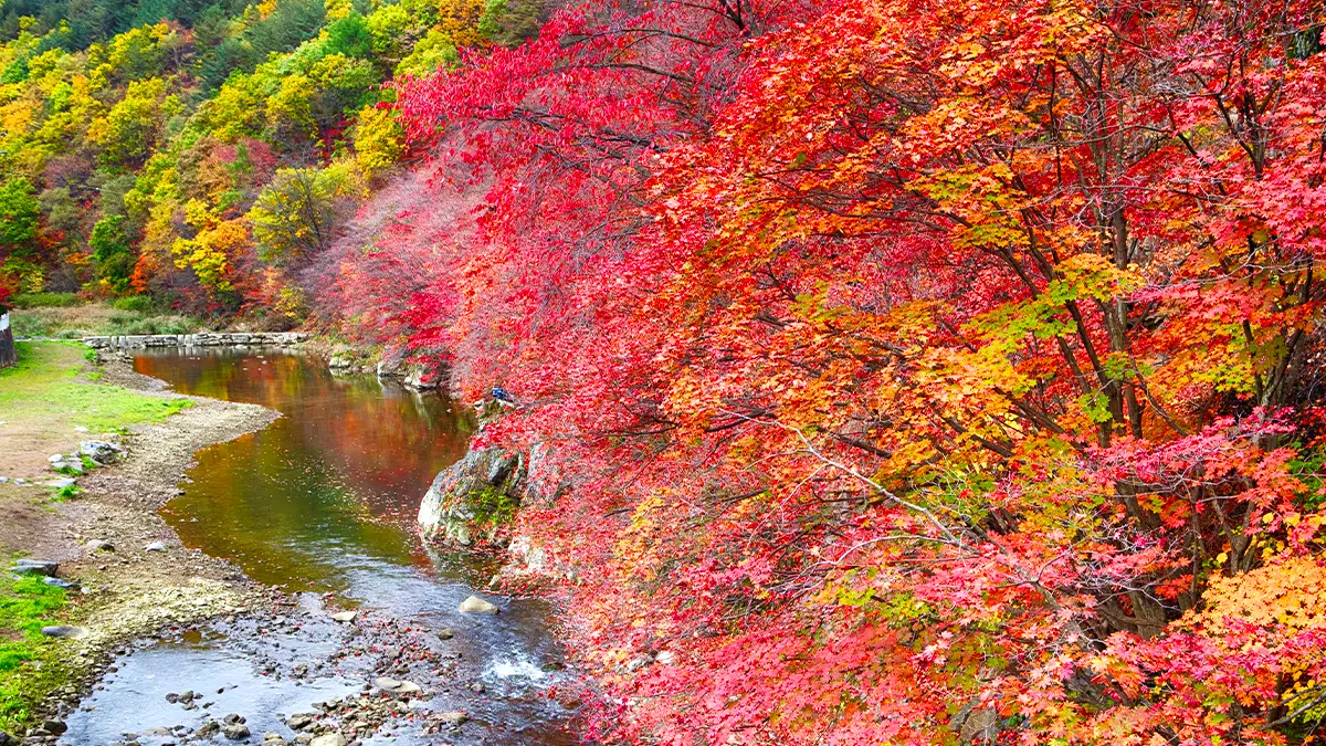 철암단풍군락지 단풍 철암단풍군락지 단풍