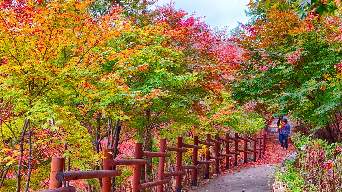 철암단풍군락지 산책길 철암단풍군락지 산책길