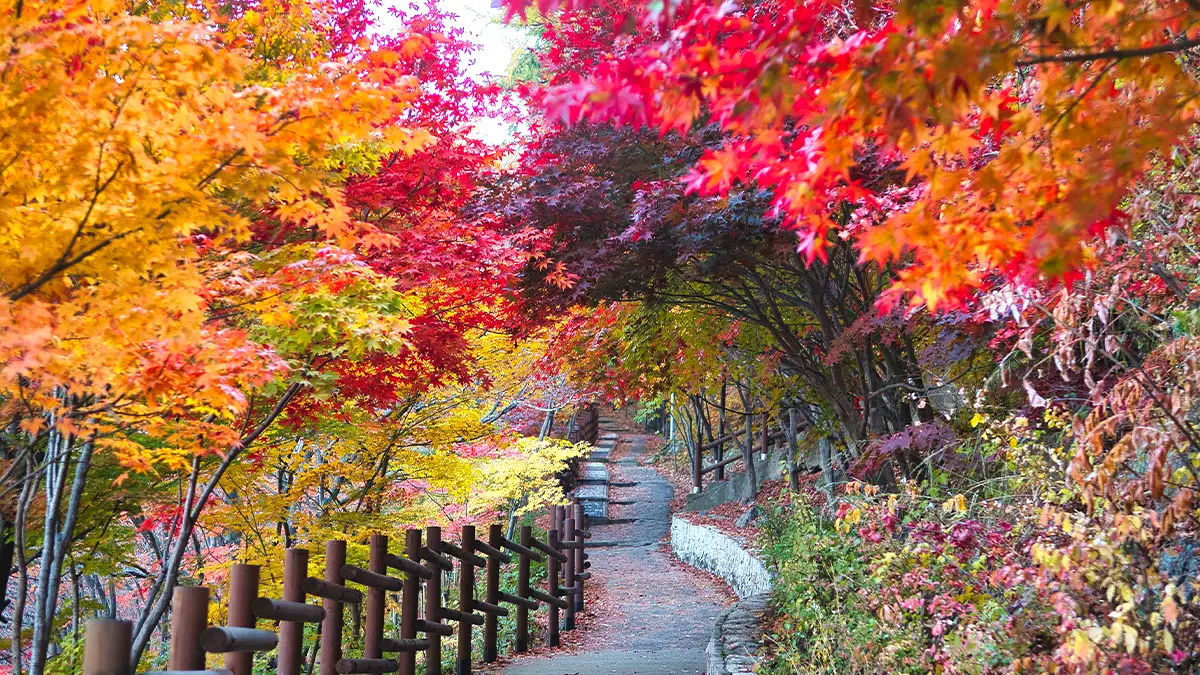 철암단풍군락지 단풍 모습 철암단풍군락지 단풍 모습