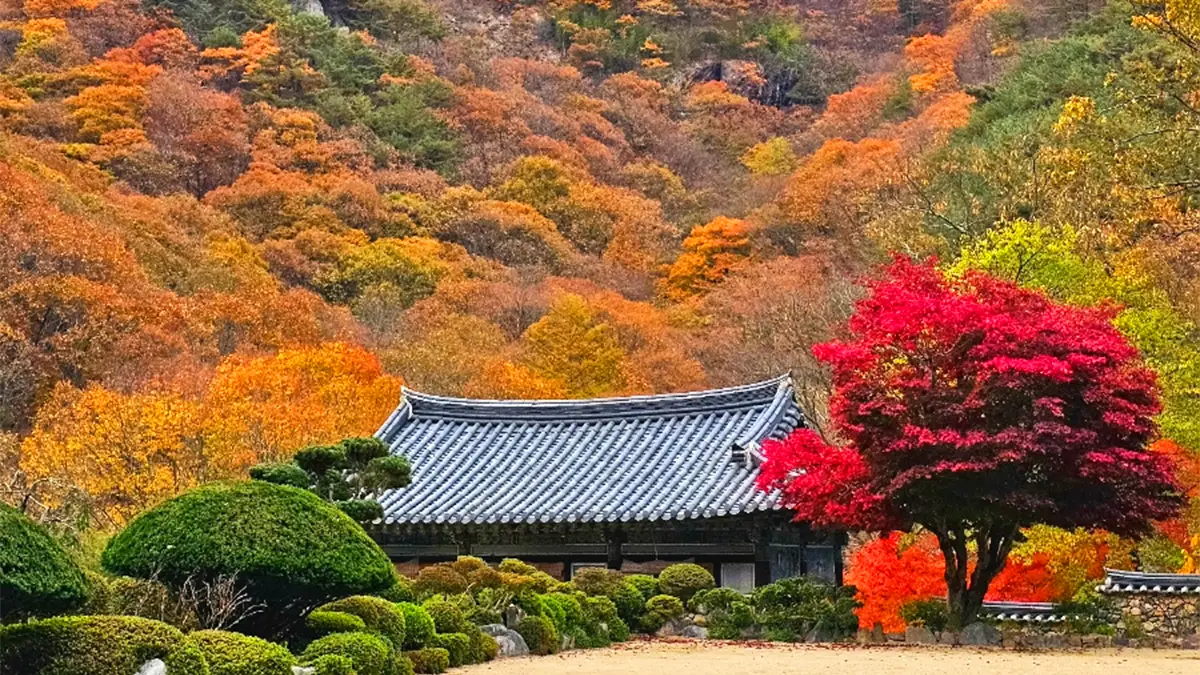 내원사 단풍 내원사 단풍