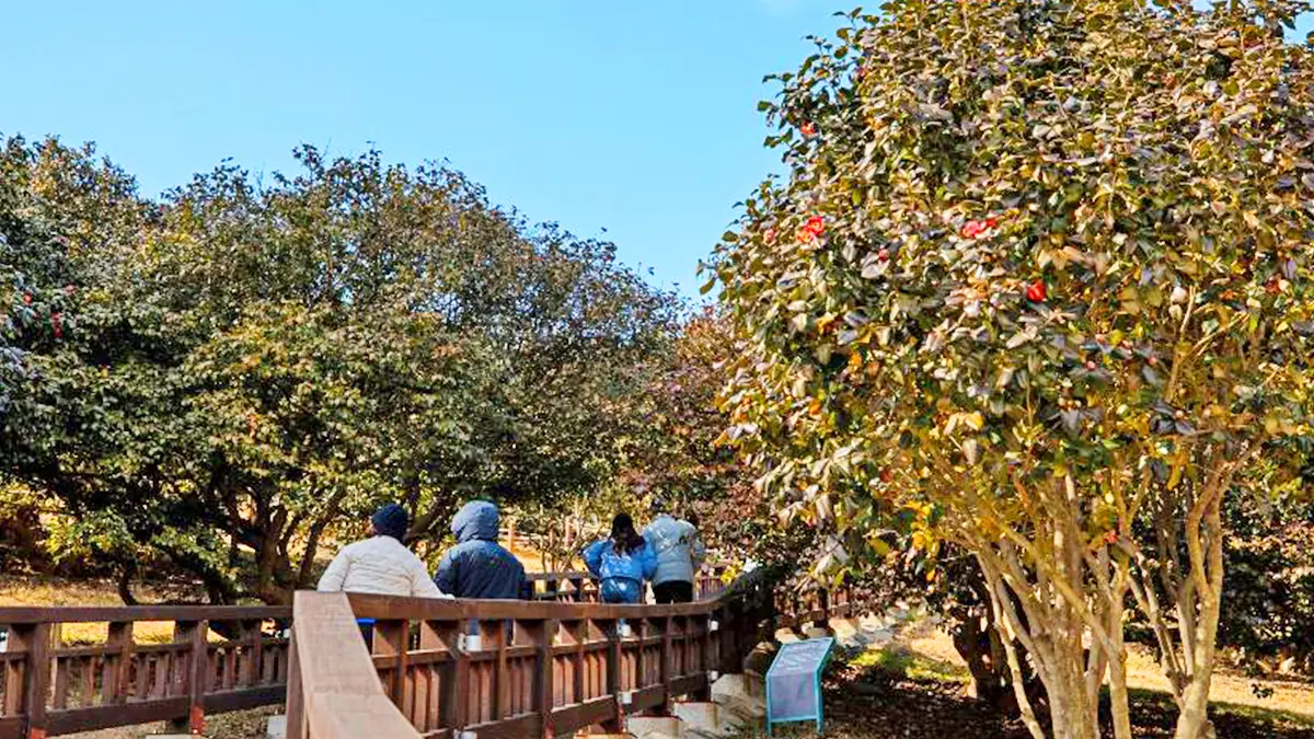 마량리 동백나무 숲 모습