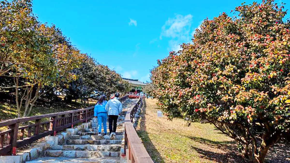 마량리 동백나무 숲 풍경