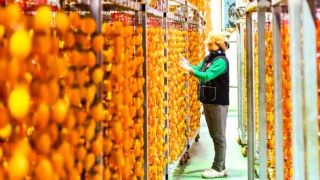 함안 곶감이 익어가는 풍경